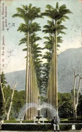 Ak Rio de Janeiro Brasilien, Avenida da Palmeiras, Jardim Botanico