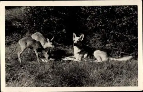 Ak Gehren Ilmenau in Thüringen, Tierfreundschaft in der Kranichsruhe, Schäferhund, Rehkitze