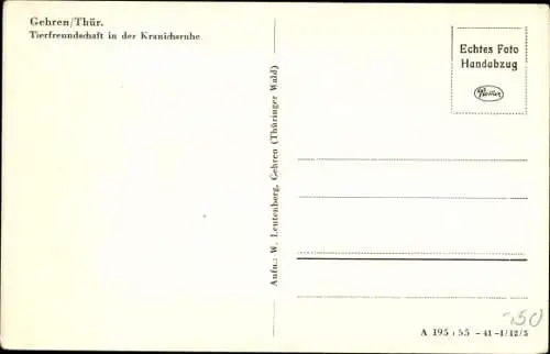 Ak Gehren Ilmenau in Thüringen, Tierfreundschaft in der Kranichsruhe, Schäferhund, Rehkitze
