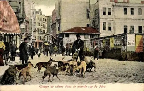 Ak Konstantinopel Istanbul Türkei, Gruppe von Hunden in der Hauptstraße von Pera