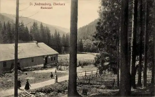 Ak St. Andreasberg Braunlage im Harz, Partie vom Bauernhof, Rinderstall, Waldrand, Bauern