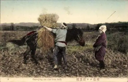 Ak Japan, Transport von geschnittenem Reis vom Feld
