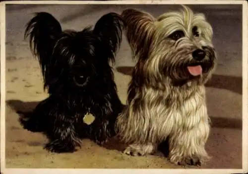 Ak Zwei Terrier, Halsband, Tierportrait