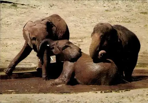 Ak Elefanten im Wasser