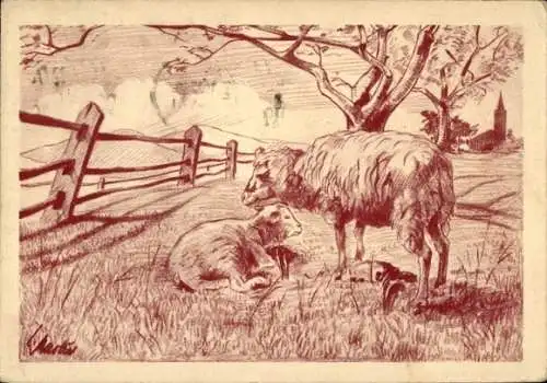 Künstler Ak Schaf, Jungtier, Wiese, Zaun