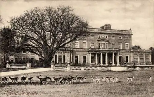 Ak Ashtead Surrey England, Ashtead Parkhaus, Rehe, Hirsche