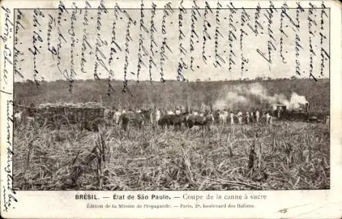 Ak São Paulo Brasilien, Schneiden vom Zuckerrohr