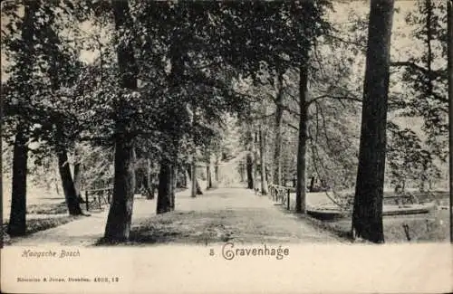 Ak's Gravenhage Den Haag Südholland, Haagsche Bosch, Allee