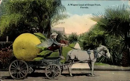 Ak Florida USA, riesige Grapefruit auf einem Eselskarren
