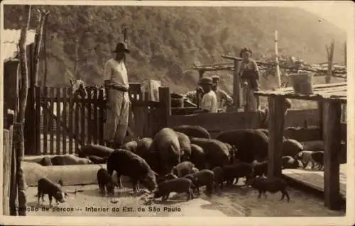 Ak São Paulo Brasilien, Schweinezüchter, Schweine