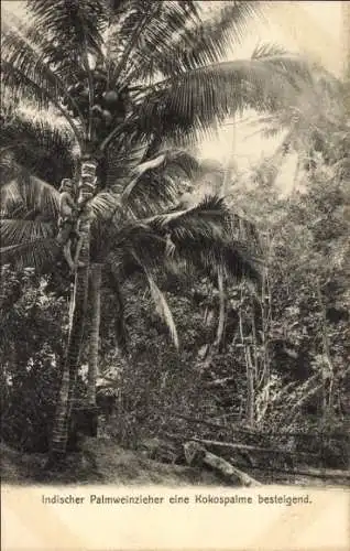 Ak Indien, Indischer Palmweinzieher eine Kokospalme besteigend