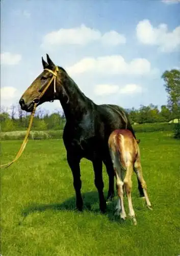 Ak Pferde, Jungtier, Zaumzeug