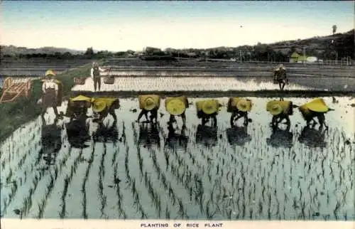Ak Japan, Anpflanzung einer Reispflanze