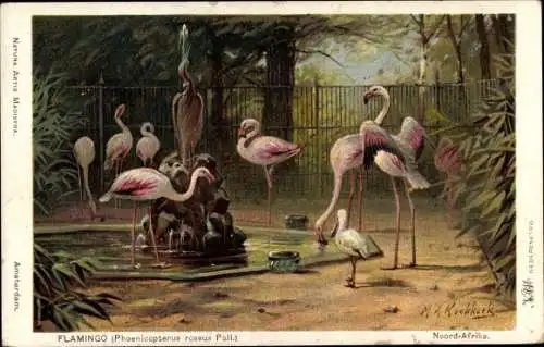 Künstler Ak Koekkoek, M. A., Flamingo, Phoenicopterus roseus Pall.