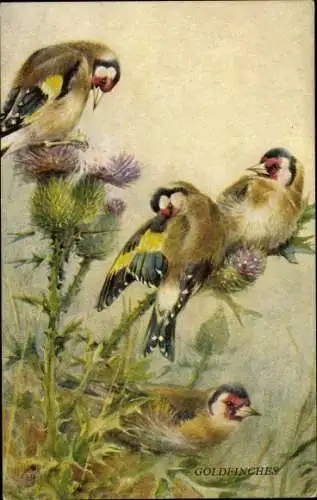 Künstler Ak Goldfinches, Goldfinken, Familie im Gras, Distel