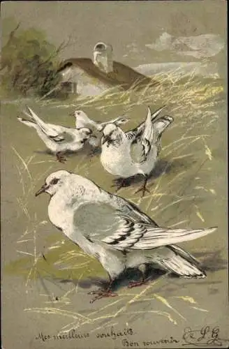 Präge Ak Tauben, Im Hintergrund ein Haus