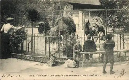 Ak Paris V, Jardin des Plantes, Les Chameaux