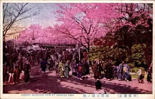 Ak Asakusa Tokio Tokio Japan, Kirschblüte, Park