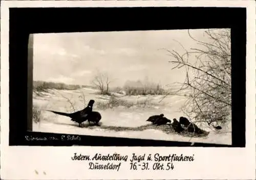 Ak Düsseldorf am Rhein, Internationale Ausstellung Jagd und Sportfischerei, 1954, Schaufenster