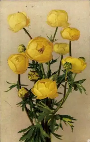 Ak Gelbe Blumen, Trollblumen