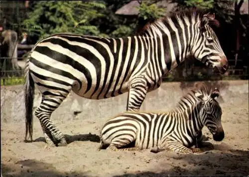 Ak Schauspieler, Autogramm unbekannt, Zoologischer Garten Berlin, Zebras