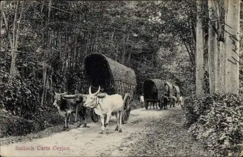 Ak Ceylon Sri Lanka, Ochsenkarren