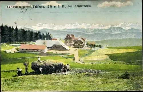 Ak Feldberg im Schwarzwald, Feldbergerhof, Panorama, Heuernte