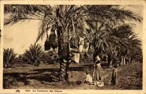 Ak La Cueillette des Dattes, Erntehelfer