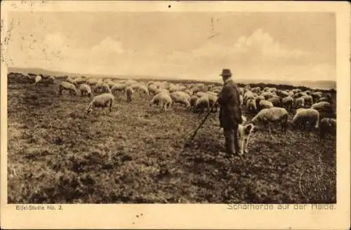 Ak Schafherde auf der Heide, Eifel-Studie No. 2