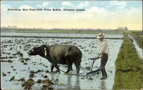 Ak Hawaii, Wasserbüffel, Reisanbau, Reisfeld