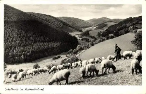 Ak Schafherde im Hochsauerland, Hirte mit seinen Schafen