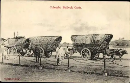 Ak Colombo Ceylon Sri Lanka, Ochsenkarren