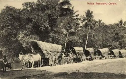 Ak Ceylon Sri Lanka, Ochsenkarren, einheimischer Transport
