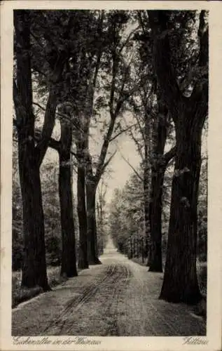 Ak Zittau in Sachsen, Eichenallee in der Weinau