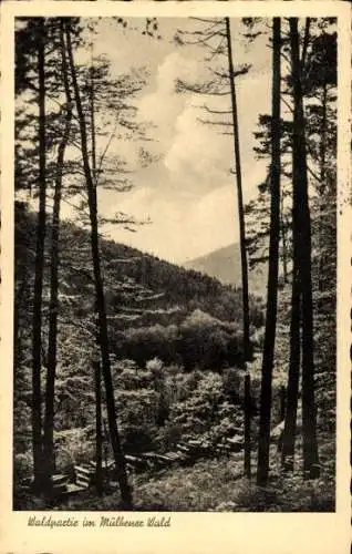 Ak Mülben Waldbrunn im Odenwald, Mülbener Wald