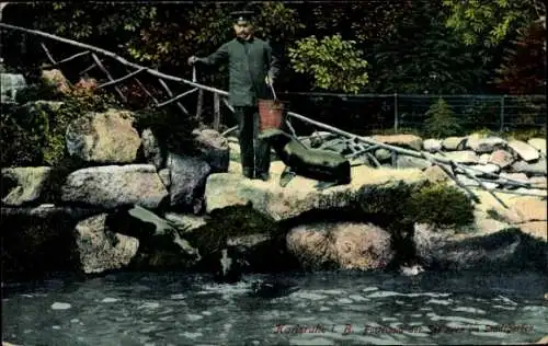 Ak Karlsruhe in Baden Württemberg, Fütterung der Seelöwen im Stadtgarten