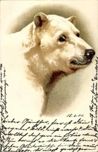 Künstler Litho Eisbär, Tierportrait