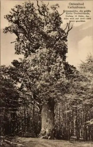 Ak Ostseebad Kellenhusen in Holstein, Kroneneiche