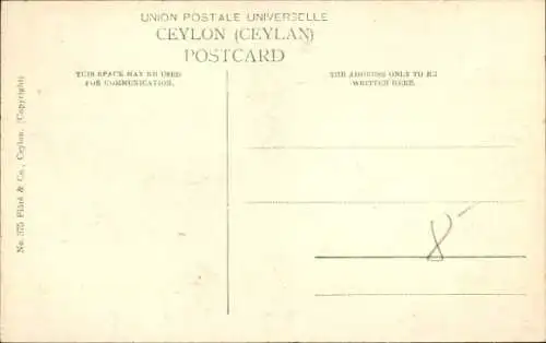 Ak Kalutara Sri Lanka Ceylon, Banyan Tree