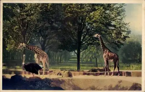 Ak Paris, Zoologischer Park Bois de Vincennes, Giraffen auf ihrem Plateau