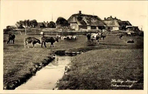 Ak Hallig Hooge in Nordfriesland, Ookenwarf