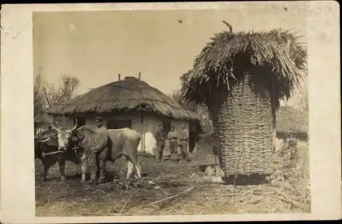 Foto Ak Deutsche Soldaten in Uniformen im Osten, Rinder