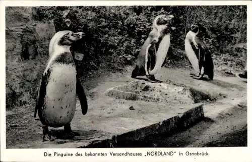 Ak Osnabrück in Niedersachsen, Pinguine des Versandhauses Nordland