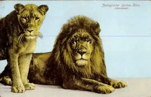 Ak Köln am Rhein, Zoologischer Garten, Löwenpaar