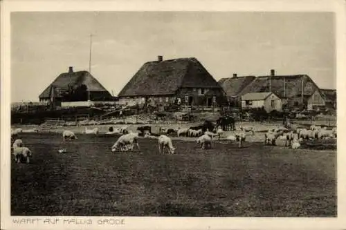 Ak Hallig Gröde in Nordfriesland, Warft, Schafe