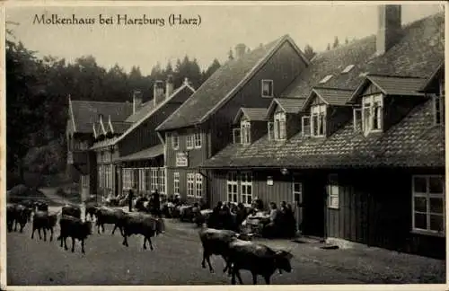 Ak Bad Harzburg am Harz, Molkenhaus, Kühe