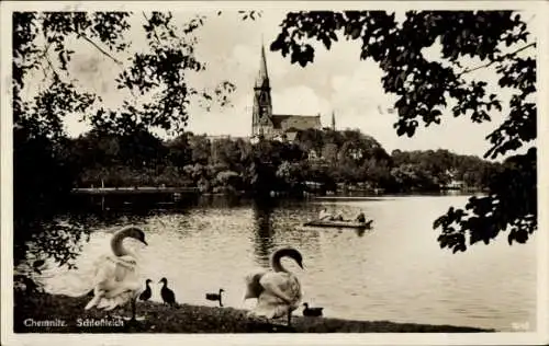 Ak Chemnitz in Sachsen, Schlossteich, Schwäne, Kirche