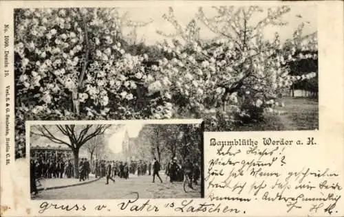 Ak Werder an der Havel, Baumblüte
