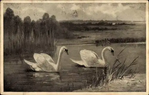 Künstler Ak Schwäne im Teich