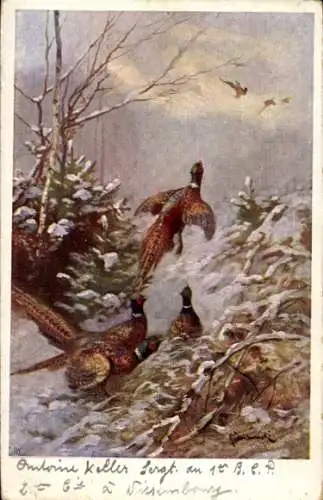 Künstler Ak Fasane, Schnee, Wintern, Tannenbäume